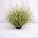 Savanna Breeze Ornamental Grass