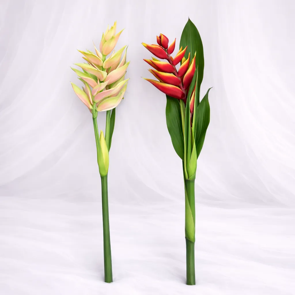 [SF-1420] Tropic Ember Duo