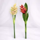 Tropic Ember Duo