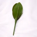 Tropica Majesty Palm