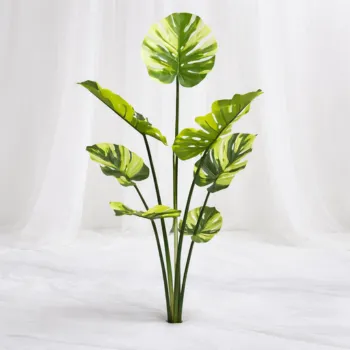 [SF-1423] Variegata Luxe