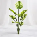 Variegata Luxe