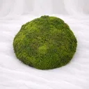 Verdant Moss Sphere