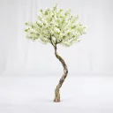 Pearl Bloom Tree