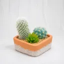 Mini Desert Trio Planter