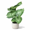 Tropical Vein Leaf Plant
