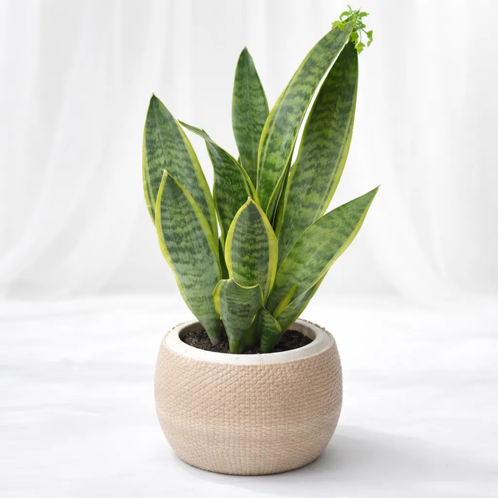 Verdant Stripe Snake Plant