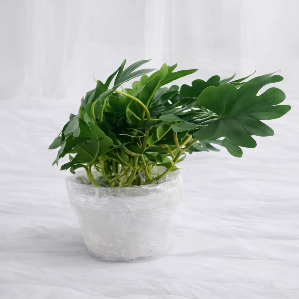 Split-Leaf Philodendron Arrangement