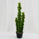 Minimal Tall Cactus Plant
