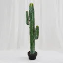 Minimal Column Cactus Indoor Plant