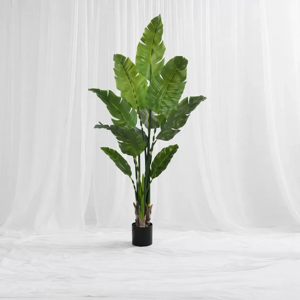 [P-1395] Lush Banana Leaf Indoor Plant