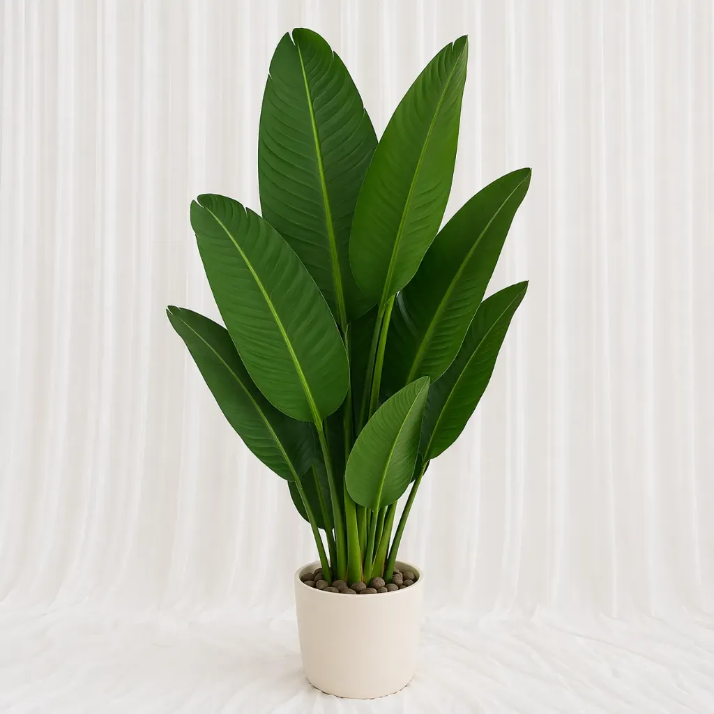 [P-1401] Tropical Broad Leaf Plant