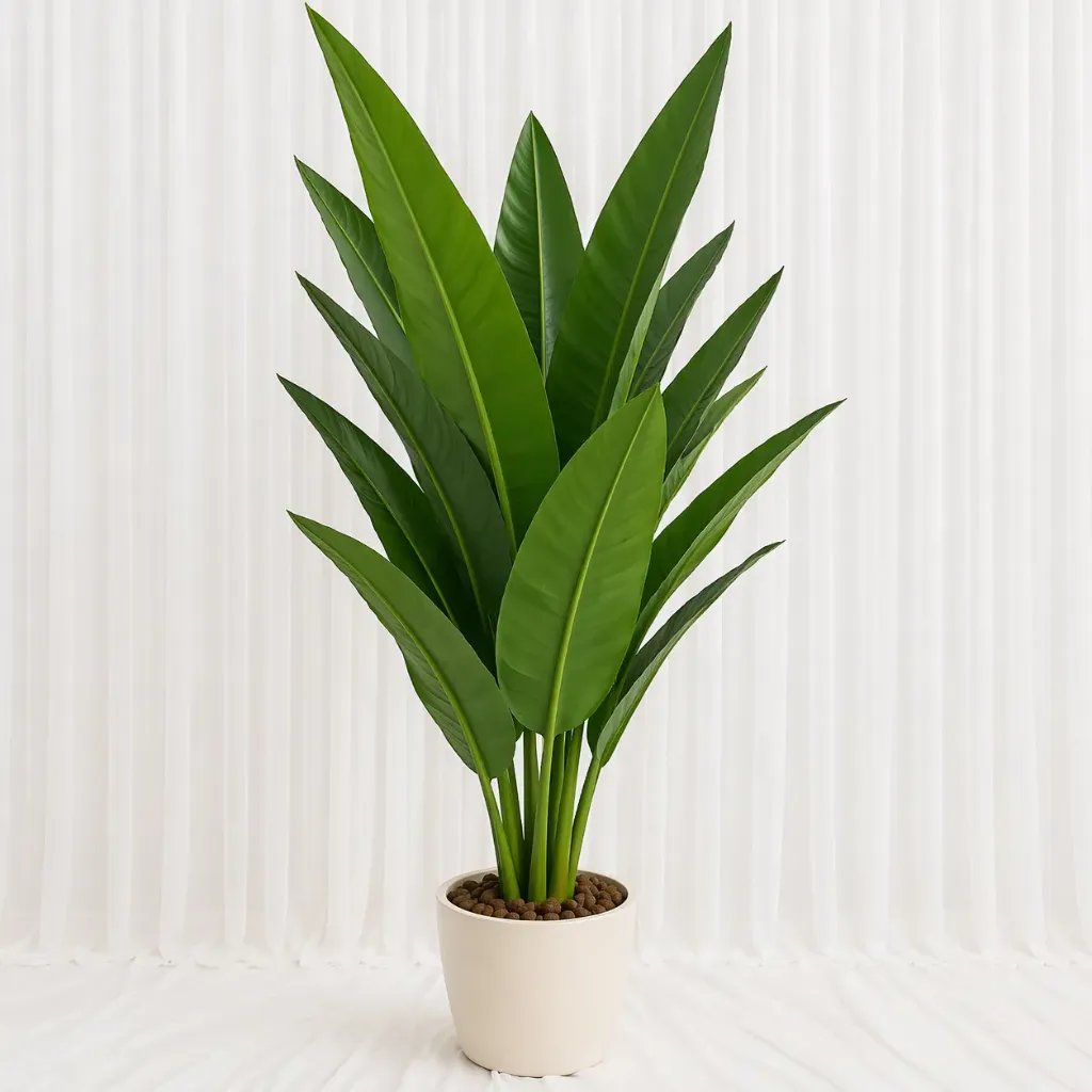 Compact Banana Leaf Indoor Plant