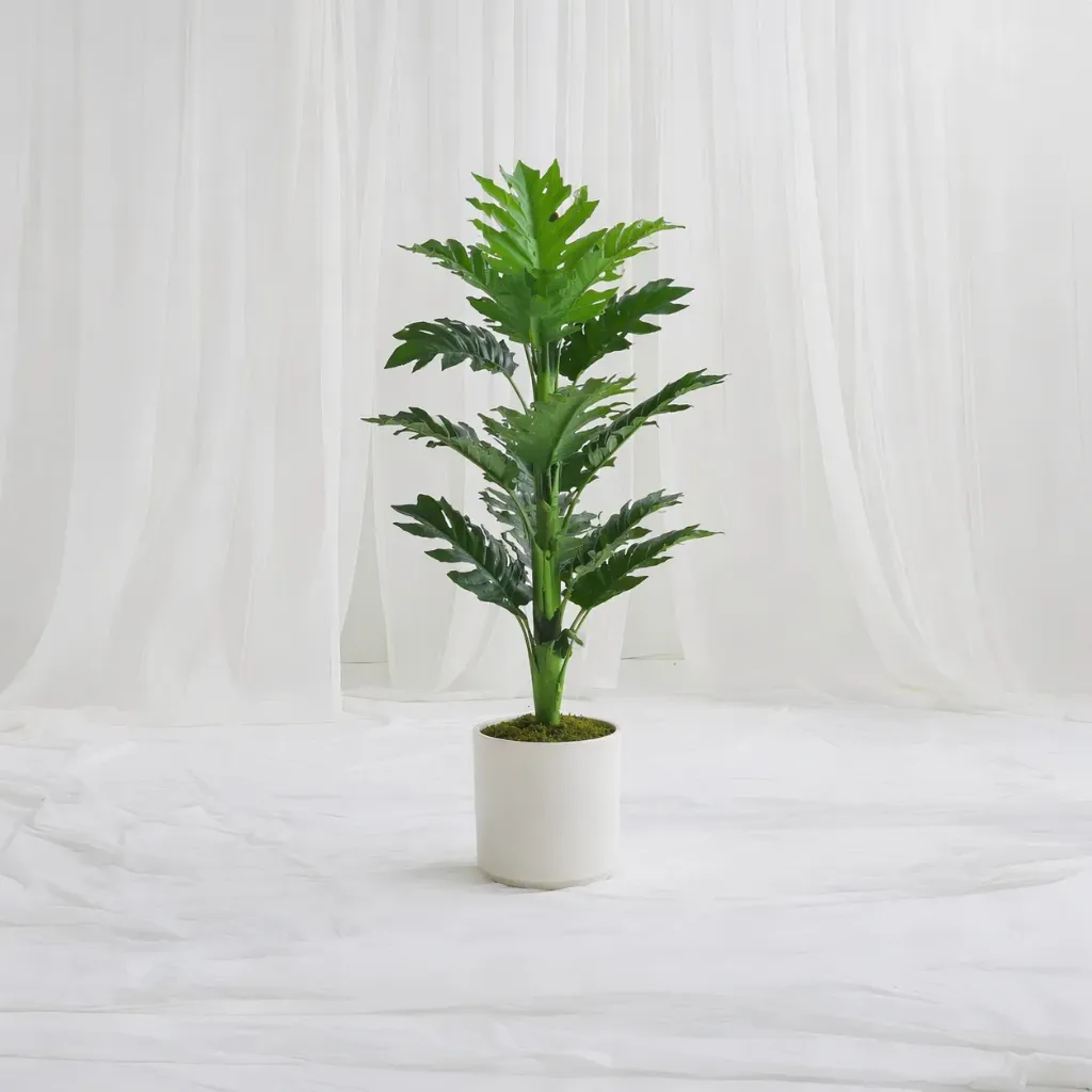 [P-1404] Tropical Split Leaf Plant