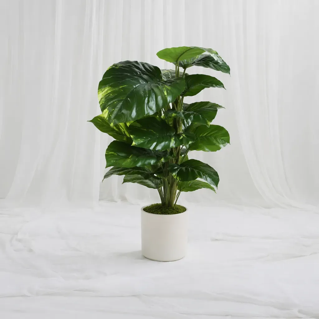 Large Monstera Leaf Plant