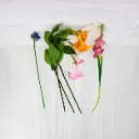 Tropic Bird Stem