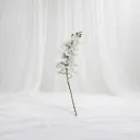 White Blossom Stem