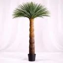Royal Yucca Majesty