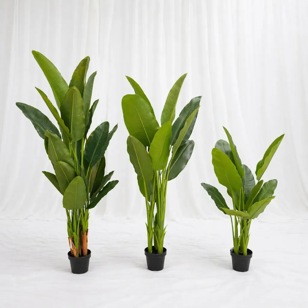 Tropical Indoor Plant