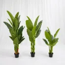 Tropical Indoor Plant