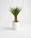 Imperial Yucca