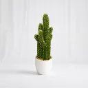 Saguaro Grande