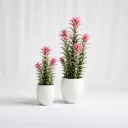 Blush Bloom