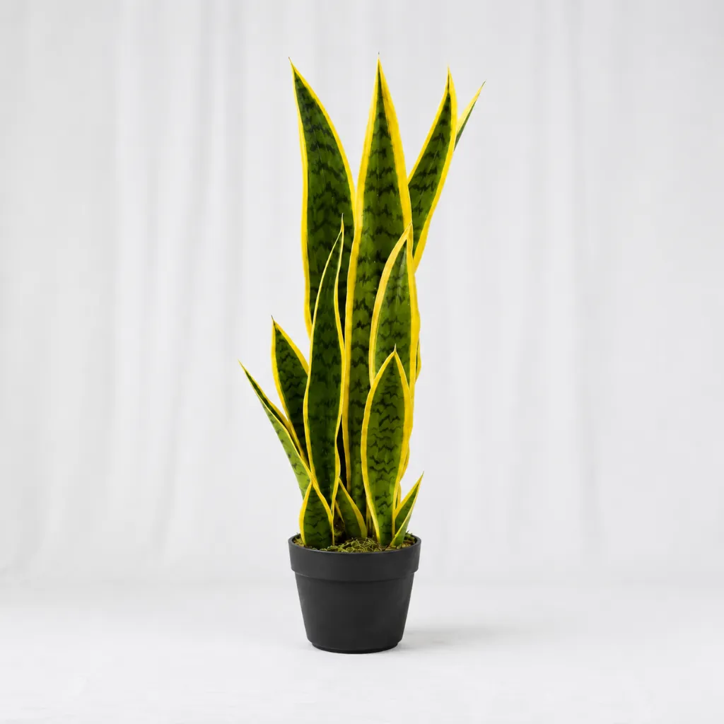 Golden Edge Sansevieria