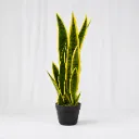 Golden Edge Sansevieria