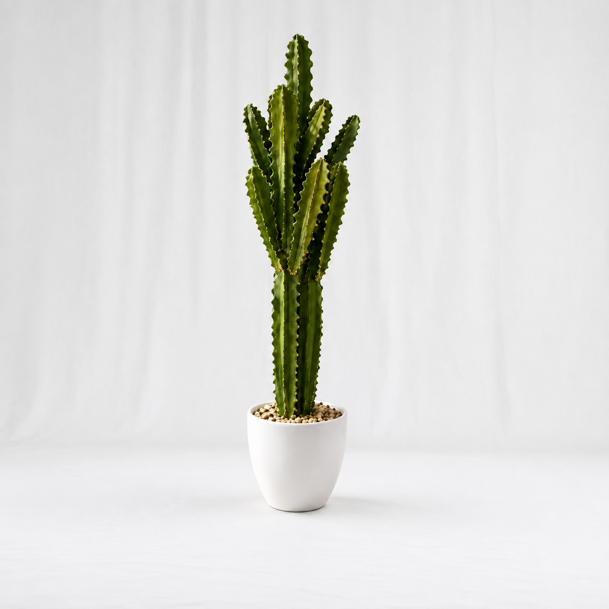 Desert Crown Cactus
