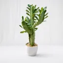Verdant Sculpt