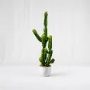 Saguaro Luxe