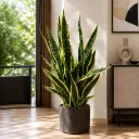 Royal Stripe Sansevieria