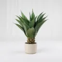 Sculpted Agave