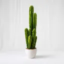 Columnar Cactus Elite