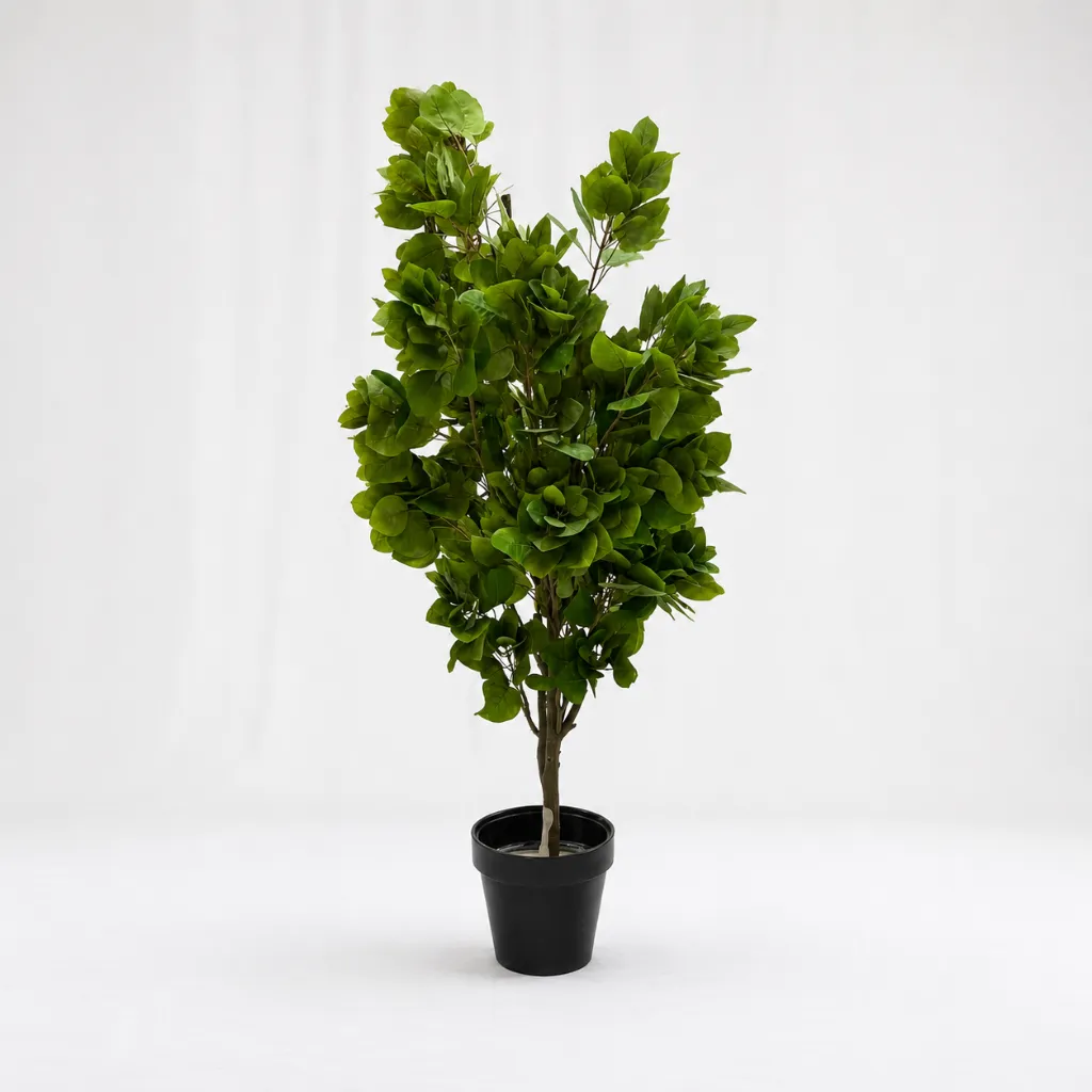 Sea Grape Plant